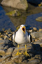 Kelp / Southern black backed gull (Larus dominicanus) calling, New Zealand, February