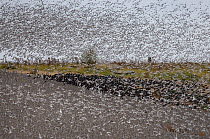 Knot (Caldris canutus) large flock in flight, The Wash, Norfolk, UK