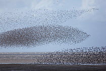 Knot (Caldris canutus) large flock in flight, The Wash, Norfolk, UK, September