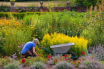 Gardener working in herbaceous border, Norfolk, UK, July