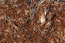 Mass of dead Seven-spot ladybirds (Coccinella septempunctata) on tideline, Norfolk, UK, August