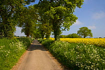 Country lane through farmland past field of Oilseed rape, Happisburgh , Norfolk, UK, May