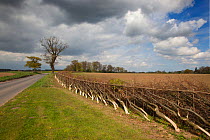 Layered Beech hedge, Felmingham, Norfolk, UK, April