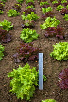 Rows of Lettuces (Lactuca sp) vegetable garden, Norfolk, UK
