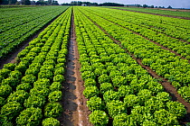 Rows of Lettuces (Lactuca sp) in field, Norfolk, UK