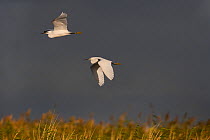 Two Little Egret (Egretta garzetta) in flight over marshes, Cley, Norfolk, UK