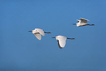 Three Little Egret (Egretta garzetta) in flight over marshes, Cley, Norfolk, UK