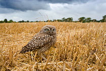 Young Little owl (Athena noctua) in stubble field, UK
