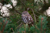 Little owl (Athene noctua) juvenile perched in pine tree, Norfolk, UK, September