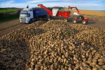 Sugar beet crop harvest, Norfolk, UK, December