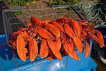 Cooked Lobsters (Homarus gammarus) in wire basket, Aldeburgh, Suffollk, UK