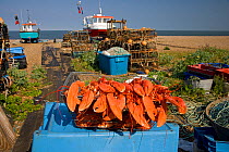 Cooked Lobsters (Homarus gammarus) in wire basket on Aldeburgh beach, Suffollk, UK