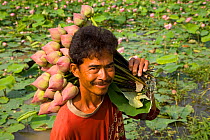 Lotus flower farmer carrying Lotus flowers (Nelumbo nucifera), Thailand 2009