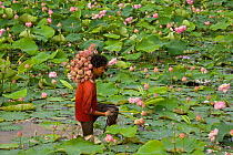 Lotus flower farmer harvesting Lotus flowers (Nelumbo nucifera), Thailand 2009