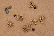 Lugworm (Arenicola marina) casts in sand and mud at low tide, UK