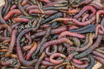 Lugworms (Arenicola marina) dug for fishing bait, UK