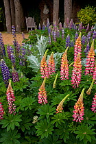 Garden with cultivatged Lupins (Lupinus sp), Norfolk, UK, June