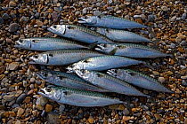 Freshly caught Atlantic mackerel (Scomber scombrus) laid out on beach, UK