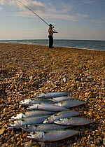 Freshly caught Atlantic mackerel (Scomber scombrus) laid out on beach with fisherman in background, UK