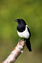 Magpie (Pica pica) perched, UK