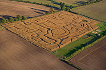 Aerial view of Maize maze, maze created in a field of Sweet Corn, Norfolk, UK, October