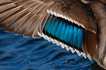 RF- Mallard (Anas platyrhynchos) close up of plumage on wing of drake, UK. (This image may be licensed either as rights managed or royalty free.)