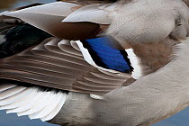 Mallard (Anas platyrhynchos) close up of plumage on wing of drake, UK