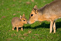 Mara / Patagonian cavy (Dolichotis patagonum) adult with young, captive