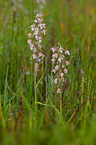 Broad leaved helleborine (Epipactis helleborine) flowering in marshland, UK