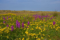 Southern Marsh Orchids (Dactylorhiza praetermissa) and Birdsfoot Trefoil flowering on Holkham Dunes, North Norfolk, UK, June