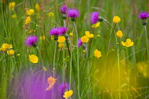 Melancholy Thistle (Cirsium helenioides) and Buttercups (Ranunculus sp) flowering in meadow, UK