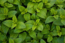 Mint leaves (Mentha sp) UK
