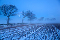 Moon rising over winter landscape, stubble field and Oak trees, Gimingham, Norfolk, UK,
