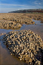 Common mussel (Mytilus edulis) beds exposed at low tide, Hunstanton, Norfolk, UK, November