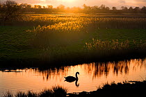 Mute swan (Cygnus olor) on the River Ant at sunset, How Hill, Norfolk, UK, Winter