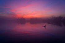 Mute swan (Cygnus olor) on the River Thurne at sunset, Norfolk Broads, UK, Winter