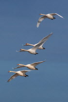 RF- Five Mute Swans (Cygnus olor) in flight, UK. (This image may be licensed either as rights managed or royalty free.)