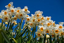 Cultivated daffodils (Narcissus sp) flowering, Happisburgh, Norfolk, UK, April
