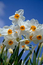 Cultivated Daffodils (Narcissus sp) flowering, Happisburgh, Norfolk, UK, April