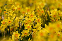 Cultivated Daffodils (Narcissus sp) flowering, Happisburgh, Norfolk, UK, March