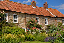 Cottages, Stiffkey, North Norfolk, UK, June