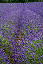Lavender (Lavendula sp) in flower, commercial crop, Norfolk, UK,