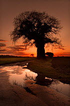 Silhouette of Oak tree at sunset beside lane after heavy rain and floods,  Norfolk, UK, March