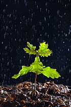 Seedling English oak tree (Quercus robur) in the rain, UK