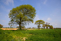 Oak trees (Quercus sp) in farmland, Southrepps, Norfolk, UK, April, sequence 4/12