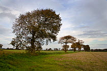 Oak trees (Quercus sp) in farmland, Southrepps, Norfolk, UK, November, sequence 11/12