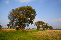 Oak trees (Quercus sp) in farmland, Southrepps, Norfolk, UK, October, sequence 10/12