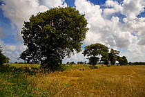 Oak trees (Quercus sp) in farmland, Southrepps, Norfolk, UK, August, sequence 8/12