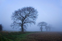 Oak trees (Quercus sp) in farmland, Southrepps, Norfolk, UK, December, sequence 12/12