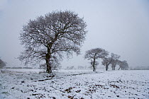 Oak trees (Quercus sp) in farmland, Southrepps, Norfolk, UK, February, sequence 2/12